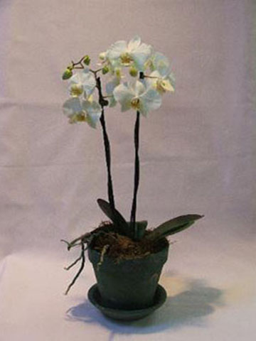 Potted Phalenopsis Orchid