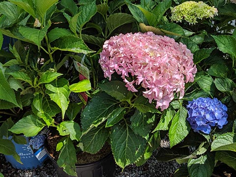 hydrangeas