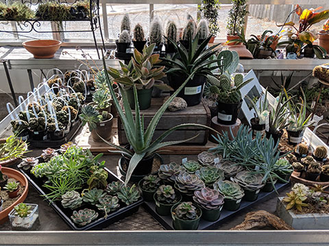 A large variety of succulents